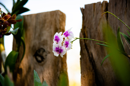 Orchid flower in orchid garden at winter or spring day for beauty and agriculture concept design.の写真素材
