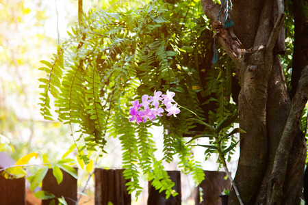 Orchid flower in orchid garden at winter or spring day for beauty and agriculture concept design.の写真素材