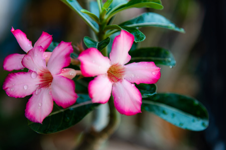 Pink Bignonia flowers or Adenium flowers, Adenium multiflorum, pink desert flowers in gardens.の写真素材