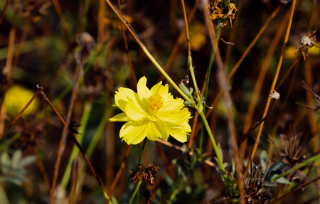 Cosmos sulphureus flower in dark tone . Cosmos sulphureus in the morning on rainy season.の写真素材