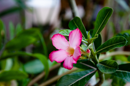 Pink Bignonia flowers or Adenium flowers, Adenium multiflorum, pink desert flowers in gardens.の写真素材