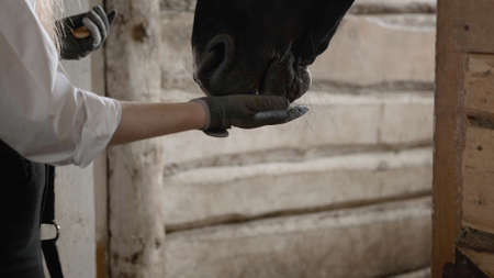 Girl in a white shirt and gloves feeding a horse