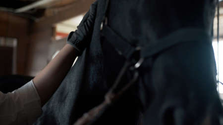 Girl in a white shirt and gloves combing a horseの写真素材