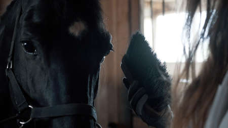 Girl in a white shirt and gloves combing a horseの写真素材
