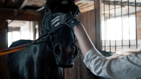 Girl in a white shirt and gloves combing a horseの写真素材