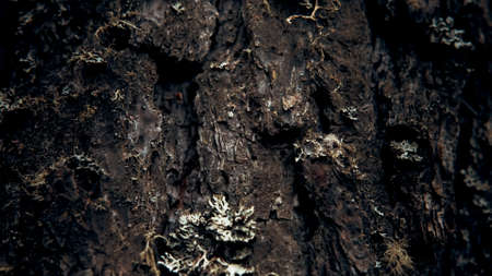 Bark of a tree in the forest, the movement of looking down, close-up
