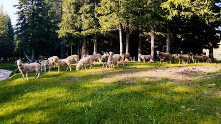 Sheeps are grazing on the grass in the countrysideの写真素材