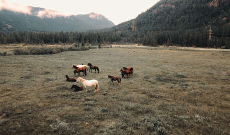 Beautiful horses graze on a field against a background of a mountain in summer. Drone footageの写真素材