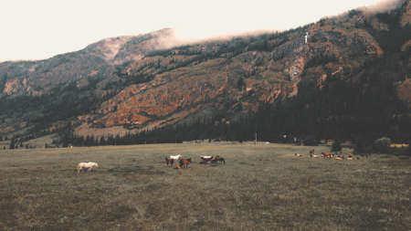 Beautiful horses graze on a field against a background of a mountain in summer. Drone footageの写真素材
