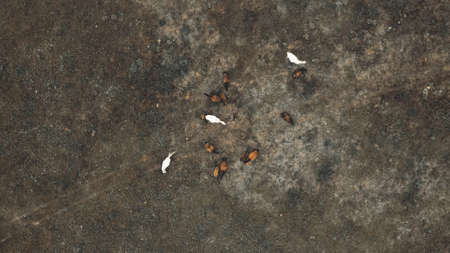 Beautiful horses graze on a field against a background of a mountain in summer. Drone footageの写真素材