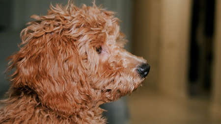 Darling Small brown poodle. Portrait shot. Close-upの写真素材