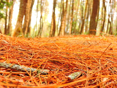 pine needles in deep woods
