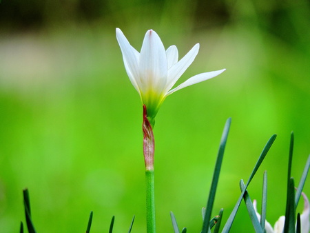 white fairy lily flowerの写真素材