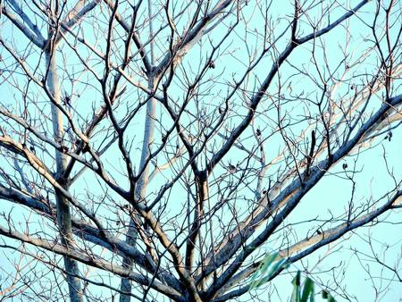 tree branches under the blue skyの写真素材