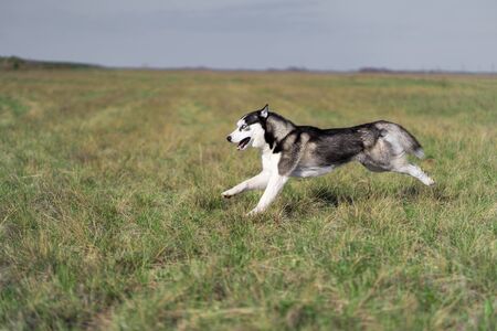a black-and-white dog of the Siberian Husky breed walks on a green field