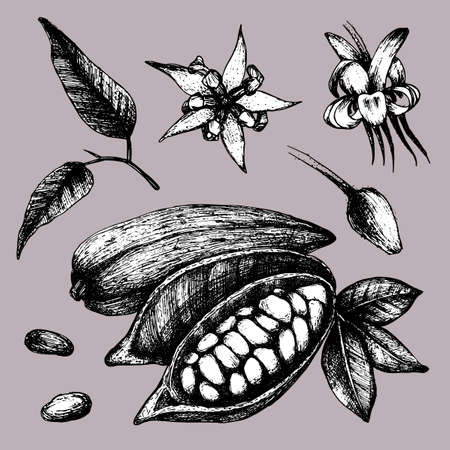 Hand made cocoa illustration. Cocoa beans and flowerのイラスト素材