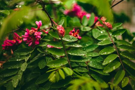 Green leaf with drops of water. Large beautiful drops of transparent rain water on a green leaf macro. Drops of dew in the morning glow in the sun. Beautiful leaf texture in nature. Natural backgroundの写真素材