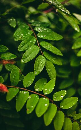 Green leaf with drops of water. Large beautiful drops of transparent rain water on a green leaf macro. Drops of dew in the morning glow in the sun. Beautiful leaf texture in nature. Natural backgroundの写真素材