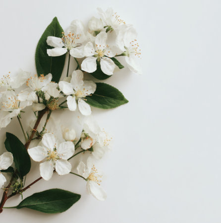 White flowers of apple tree on white background. Flat lay, top view.の素材