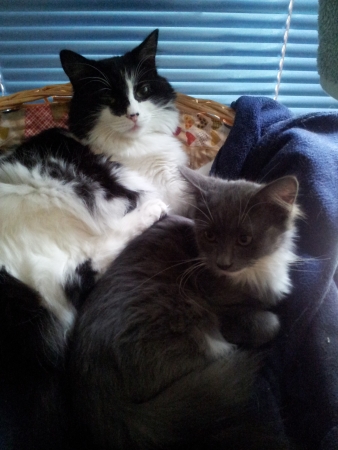 Cats snuggling の写真素材