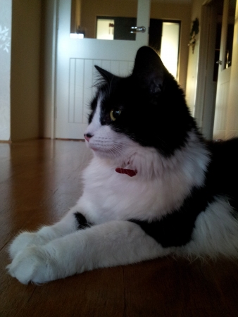 Cat lazing around の写真素材