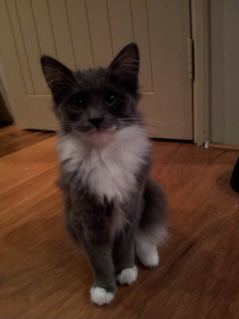 Cat sitting down の写真素材