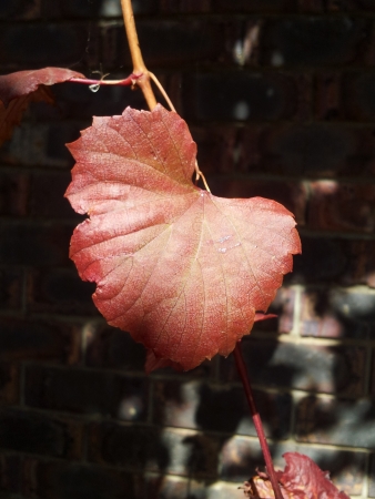 Autumn leafの写真素材
