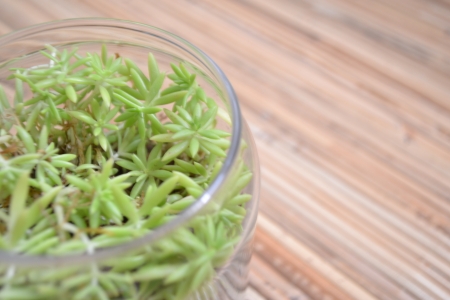 Terrarium micro far shotの写真素材