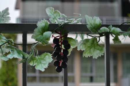 Grape vine decoration の写真素材