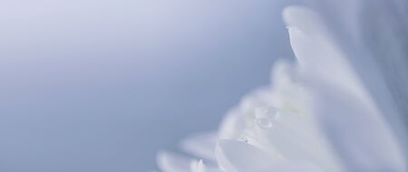 White flower petals with water drops, detailed macro photo. Banner 16:9. Light image, concept of wedding, holiday, birthday, mother's day, spring, summer. Copyspace.の写真素材
