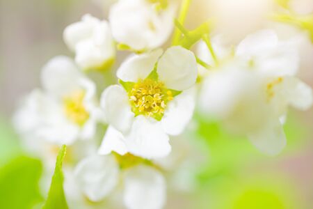 Blooming bird cherry close-up. A bright butterfly sits on flowers. Detailed macro photo. Beautiful...