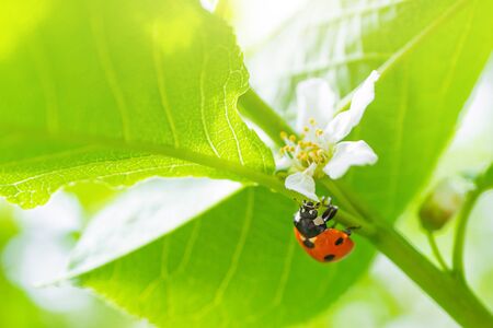 Blooming bird cherry close-up. A ladybug is sitting on one of the flowers. Detailed macro photo. Beautiful white flowers. Great image for postcards. The concept of spring, summer, flowering.の写真素材