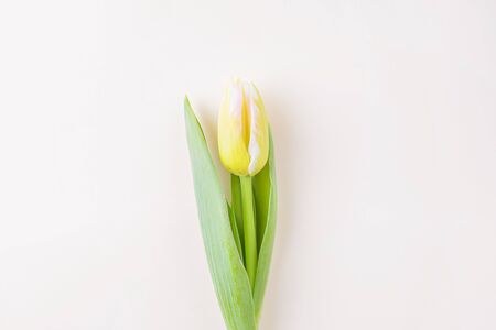White-yellow tulip on a light background. The concept of a holiday, celebration, women's day, spring. Minimalism, flat lay. Suitable for banner, postcard. Copyspace.の写真素材