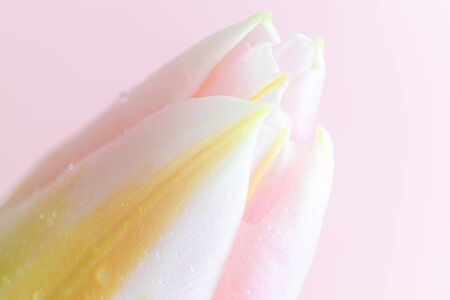 Petals of a white-yellow-pink tulip on a pink background. Macro photo. The concept of a holiday, celebration, women's day, spring. Background natural image, suitable for banner, postcard. Copyspace.の写真素材