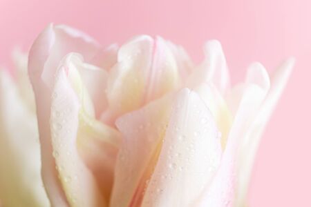 Petals of a white-yellow-pink tulip on a pink background. Macro photo. The concept of a holiday, celebration, women's day, spring. Background natural image, suitable for banner, postcard. Copyspace.の写真素材