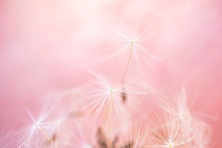 Dandelion seeds close-up. Detailed macro photo. Abstract image, pink background. Copyspace.