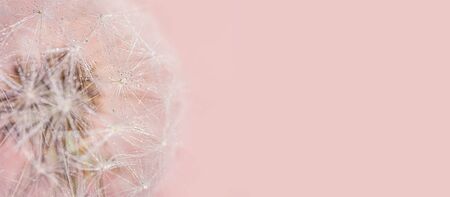 Dandelion seeds close-up. Detailed macro photo. Abstract image, pink background. Copyspace. Banner 16:9の写真素材