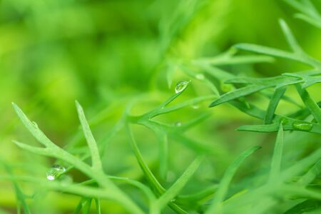 Young dill grows in a greenhouse. The concept of fresh herbs, flavoring, healthy food, veganism....