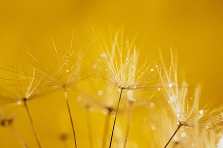 Dandelion seeds close-up. Copyspace. Bright yellow tone. Detailed macro photo. Abstract spectacular image.の写真素材