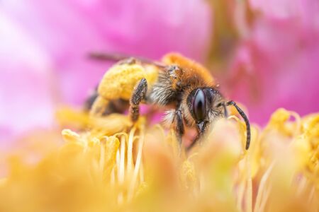 A bee sits on a flower and eats nectar. Summer bright macro shot. Copyspace.の写真素材