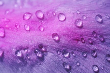 Drops of water on the pink purple petals of a peony. Bright beautiful detailed macro photo. Abstract floral summer background. Copy space.の写真素材