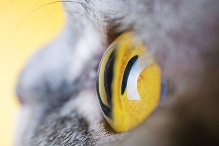 ellow eye of a gray striped cat close-up. Yellow background, copyspace. Macro photo. The concept of pets. Scottish fold cat.の写真素材