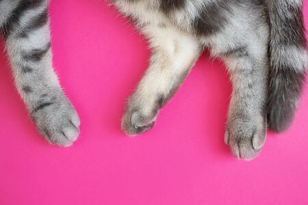 Paws and tail of a gray striped cat on a bright pink background. Top view, copyspace. The concept of...