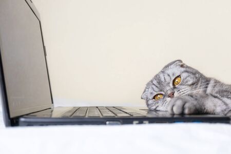 A black and gray striped Scottish fold cat with yellow eyes looks at a laptop monitor while lying on a sofa. Cute funny pet. Creative home work concept, video for cats. Copy space, light background.の写真素材