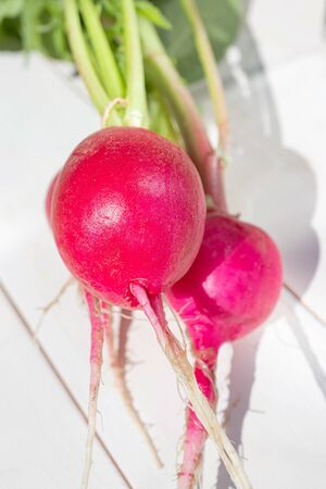 Ripe radish fresh from the garden, wooden white background. Close-up. The concept of organic vegetables, vegetable growing, wholesome vitamin food.の写真素材