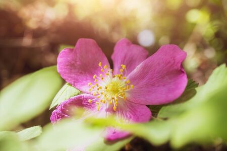 Rosehip flower in the forest close-up. Macro photo. Simple nature gentle background.の写真素材
