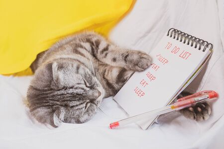 Gray scottish fold cat sleeping on a sofa with a notepad. The notebook contains a to-do list and items - eat and sleep. Creative funny pet concept.の写真素材