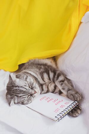 Gray scottish fold cat sleeping on a sofa with a notepad. The notebook contains a to-do list and items - eat and sleep. Creative funny pet concept.の写真素材