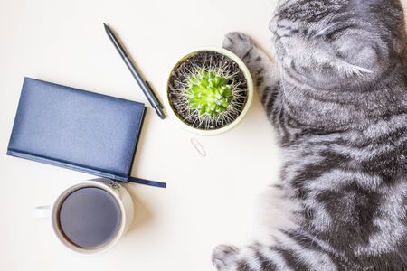 On a light table are a cup of coffee, a notebook, a pen, a cactus, and a gray-and-black cat lies. Concept pet at work. Business flat lie with a cat.の写真素材