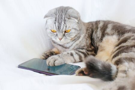 Scottish fold smart cat plays in the smartphone, lying on a white sheet. Pet and information technology.の写真素材